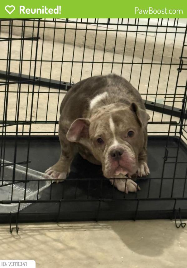 Reunited Female Dog last seen Middle Branch Bend, Fayetteville, NC 28304
