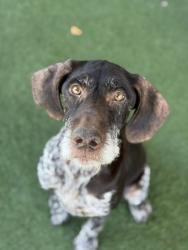 Shelter Stray Female Dog last seen Fruitridge Rd at Laurine Rd, Sacramento County, CA, 6201 Florin Perkins Rd, Sacramento, CA 95828, USA