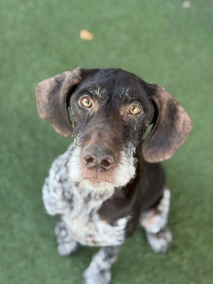 Shelter Stray Female Dog last seen Fruitridge Rd at Laurine Rd, Sacramento County, CA, 6201 Florin Perkins Rd, Sacramento, CA 95828, USA