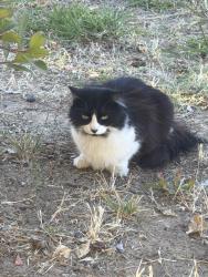 Reunited Female Cat last seen Fowler ave, Sacramento, CA 95828