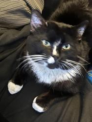 Lost Male Cat last seen Avalon & sepulvada, Carson, CA 90745