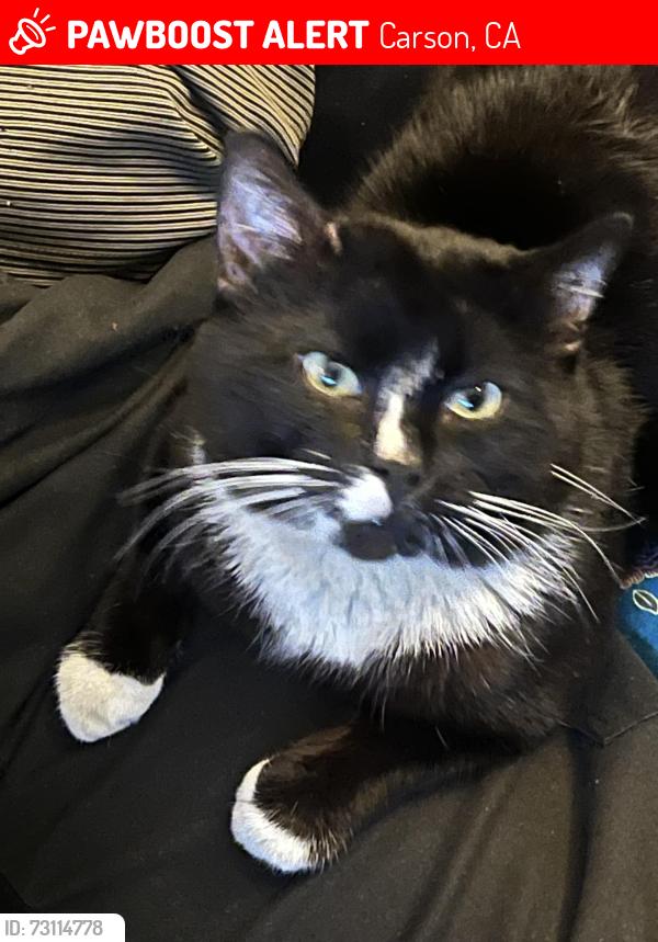 Lost Male Cat last seen Avalon & sepulvada, Carson, CA 90745
