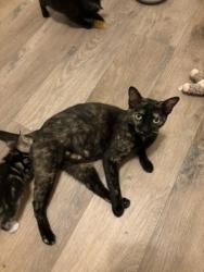 Shelter Stray Female Cat last seen Near Red Cedar Trl Stone Mountain, 30083, 30083, GA, 3280 Chamblee Dunwoody Rd, Chamblee, GA 30341, USA