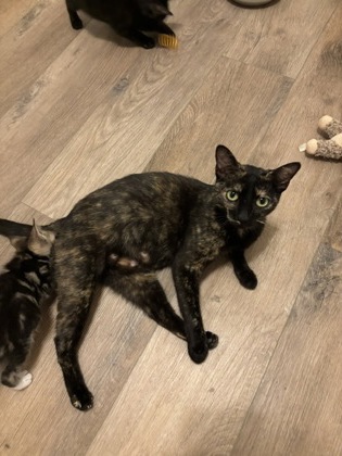 Shelter Stray Female Cat last seen Near Red Cedar Trl Stone Mountain, 30083, 30083, GA, 3280 Chamblee Dunwoody Rd, Chamblee, GA 30341, USA