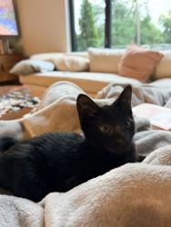 Shelter Stray Female Cat last seen Near Cartecay Dr NE, Atlanta, GA 30319, 30319, GA, 3280 Chamblee Dunwoody Rd, Chamblee, GA 30341, USA