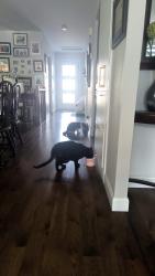 Reunited Male Cat last seen Rue Adelaide, st hubert, Longueuil, QC 