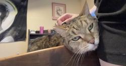 Lost Female Cat last seen ?, Sparks, NV 89434