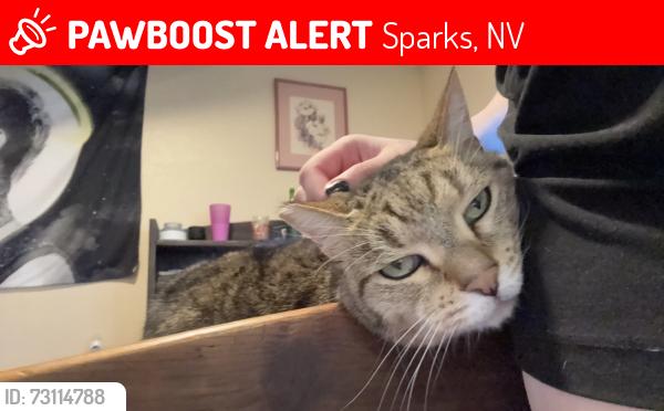 Lost Female Cat last seen ?, Sparks, NV 89434