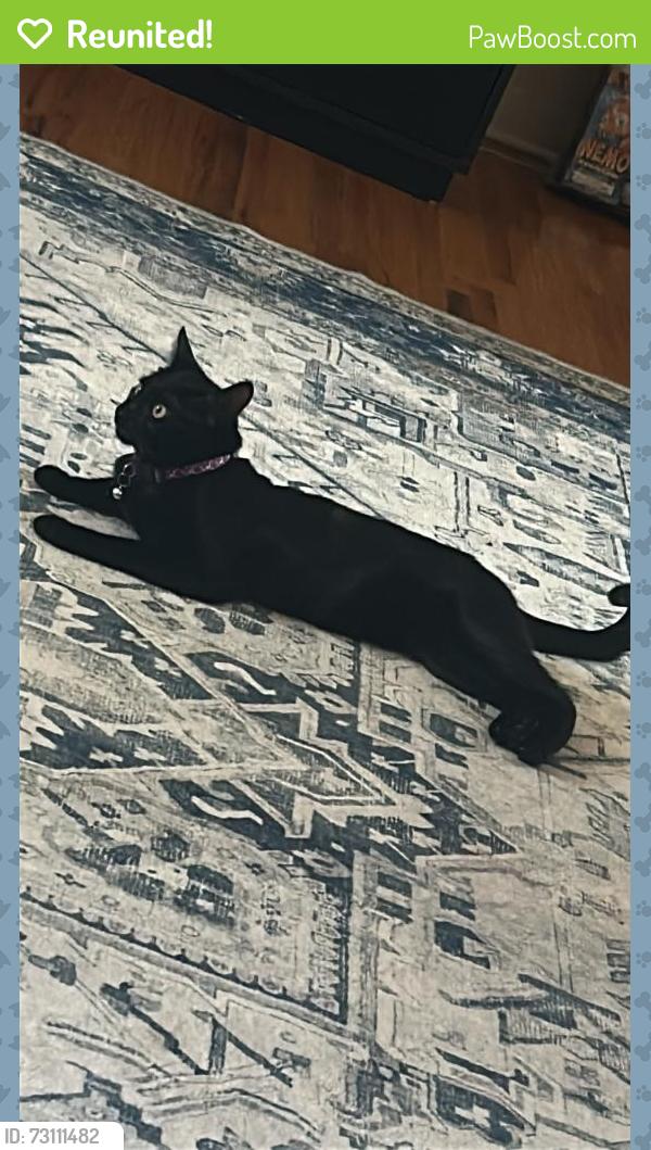 Reunited Female Cat last seen Near Arizona St SE, Albuquerque, NM 87108, USA, Albuquerque, NM 87108