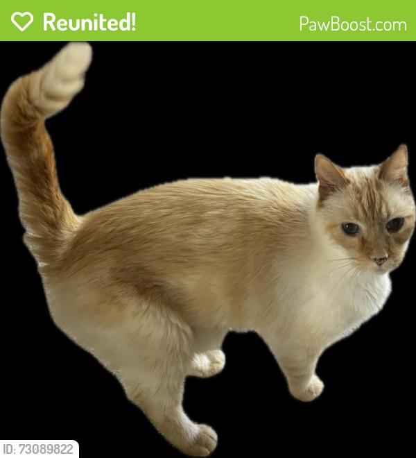 Reunited Male Cat last seen Via Campesina & Via Chico, Palos Verdes Estates, CA 90274