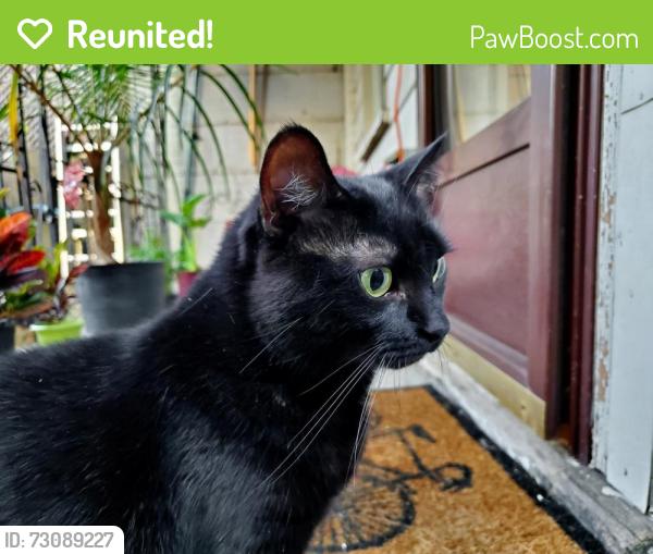 Reunited Female Cat last seen Augusta Street and Catherine Street, Hamilton, ON 