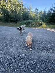 Found/Stray Female Dog last seen L100, Camas, WA 98607