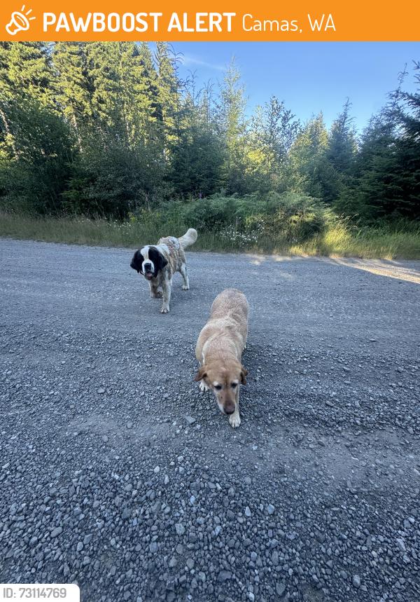Found/Stray Female Dog last seen L100, Camas, WA 98607