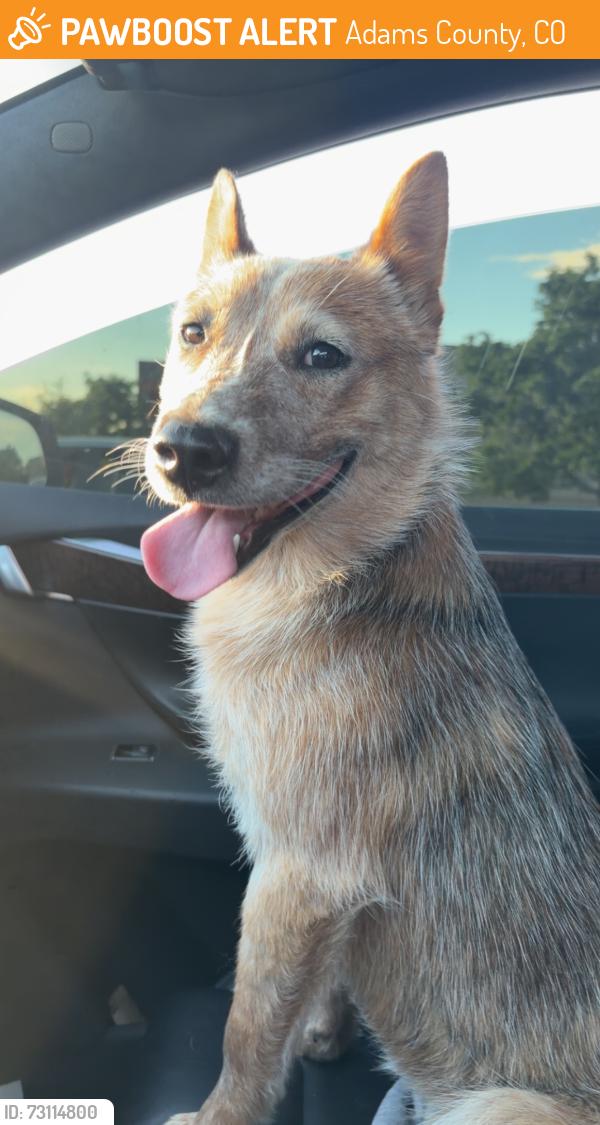 Found/Stray Male Dog last seen 96th and McKay, Adams County, CO 80640