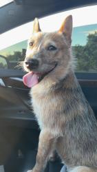 Found/Stray Male Dog last seen 96th and McKay, Adams County, CO 80640