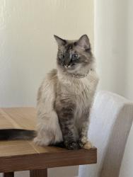 Reunited Female Cat last seen S central ln & E redwood ln, Phoenix, AZ 85048