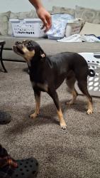 Reunited Male Dog last seen Isleta and Metzgar, South Valley, NM 87105