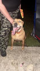 Reunited Male Dog last seen Main Street, Godwin, NC 28344