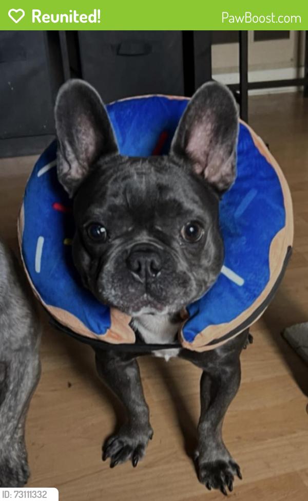 Reunited Female Dog last seen Last seen near Stater Bros., Tustin, CA 92780