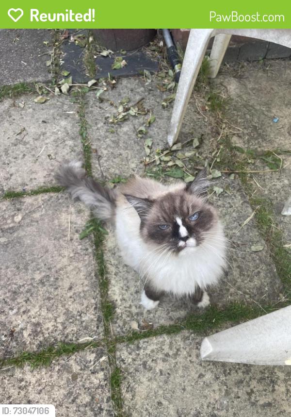 Reunited Unknown Cat last seen Nuneaton, Warwickshire, England CV10