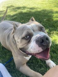 Found/Stray Male Dog last seen Via Laguna and Via Libre Winchester Ca, French Valley, CA 92596