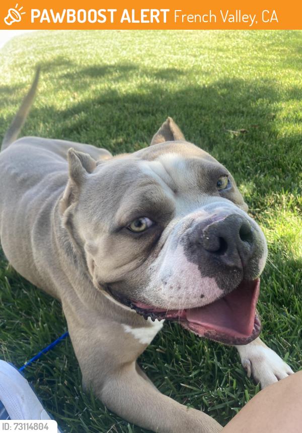 Found/Stray Male Dog last seen Via Laguna and Via Libre Winchester Ca, French Valley, CA 92596