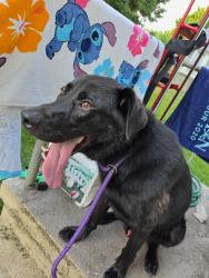 Found/Stray Male Dog last seen Rock castle Ave, Crewe, VA 23930