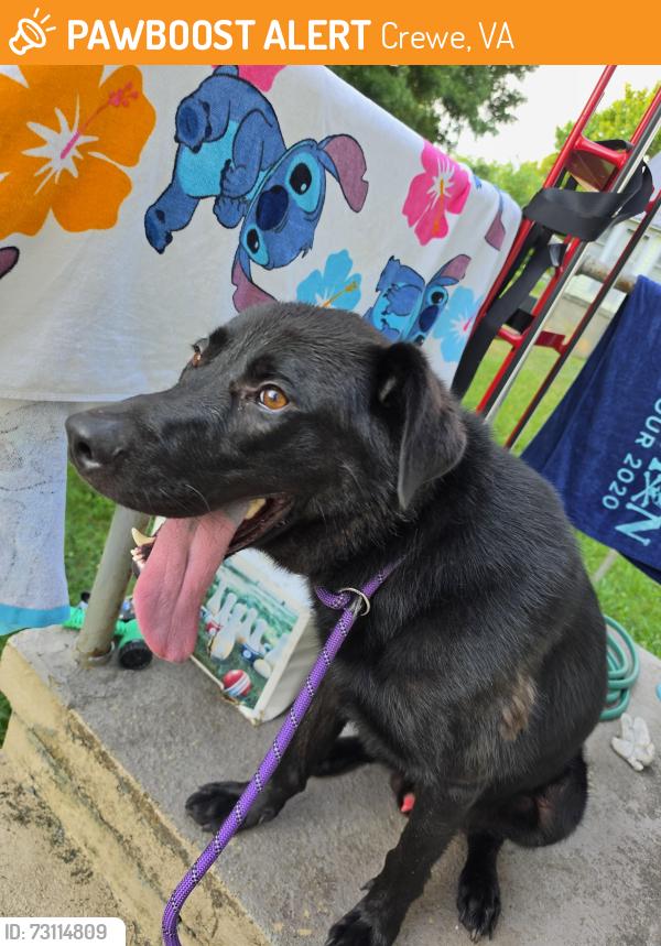 Found/Stray Male Dog last seen Rock castle Ave, Crewe, VA 23930