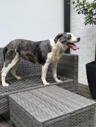 Found/Stray Female Dog last seen Barrow Road intersection, High Point, NC 27265