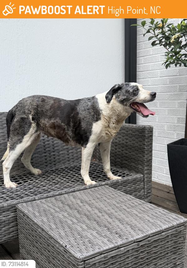 Found/Stray Female Dog last seen Barrow Road intersection, High Point, NC 27265