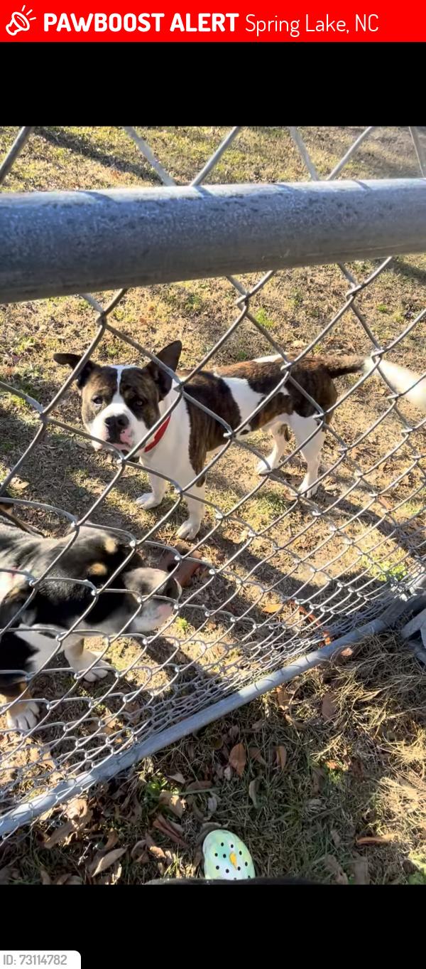 Lost Male Dog last seen Spring Lake, Spring Lake, NC 28310
