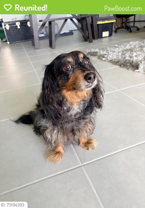 Reunited Female Dog last seen Spencer Parrish road, Parrish, FL 34219