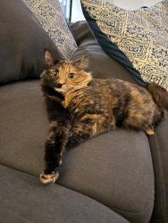 Reunited Female Cat last seen 93A Eley Road, Box Hill South, VIC 3128, Box Hill South, VIC 3128