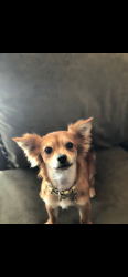 Lost Female Dog last seen LOMAS and Eubank, Albuquerque, NM 87112