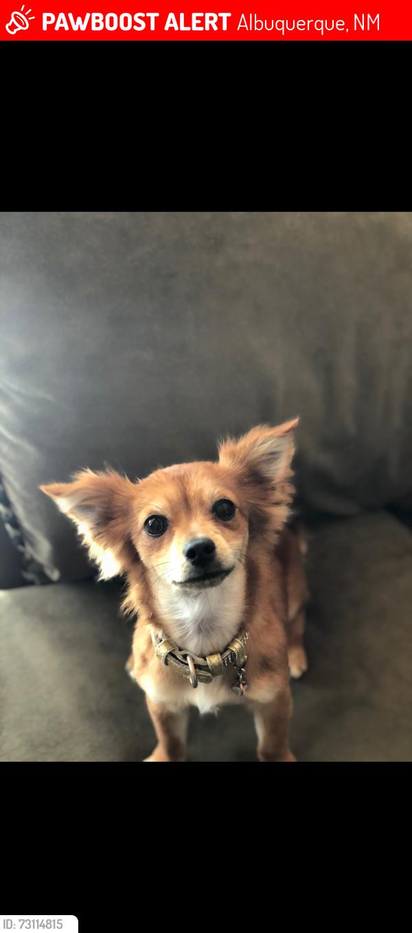 Lost Female Dog last seen LOMAS and Eubank, Albuquerque, NM 87112