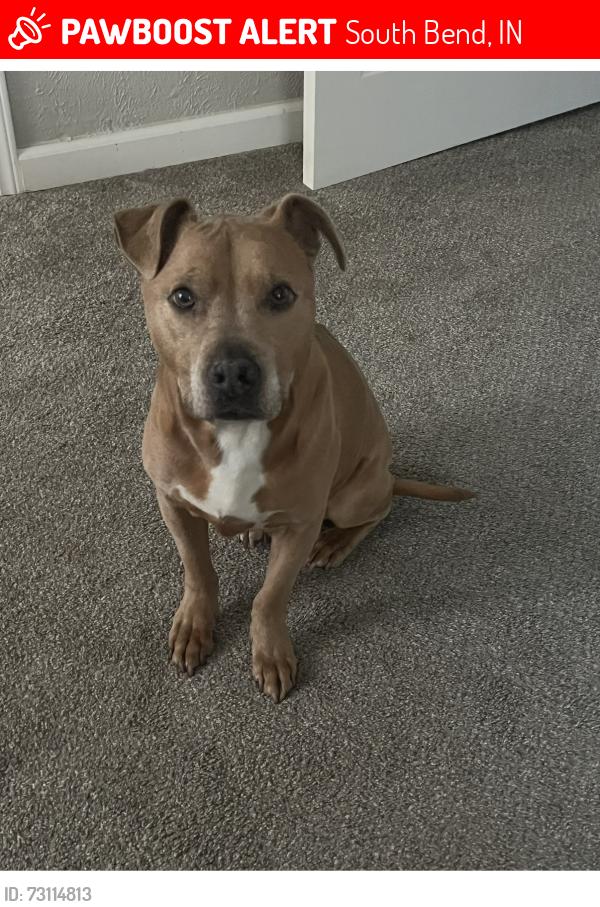 Lost Female Dog last seen South Bend Post Office, South Bend, IN 46601