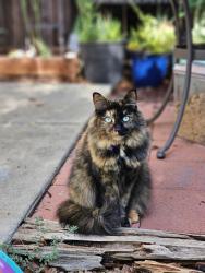 Lost Female Cat last seen Cross street of Ganyon, huge field on both sides of the street., Anderson, CA 96007