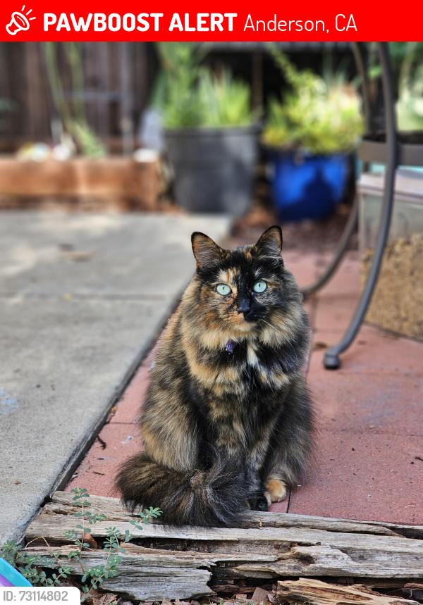 Lost Female Cat last seen Cross street of Ganyon, huge field on both sides of the street., Anderson, CA 96007