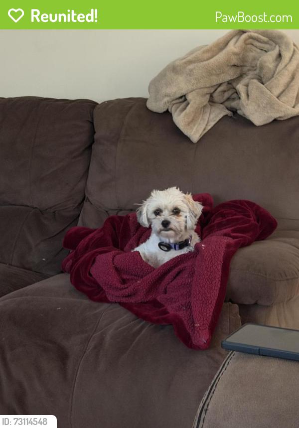 Reunited Female Dog last seen Medical Parkway & Shadowberry Crest, Chesapeake, VA 23320