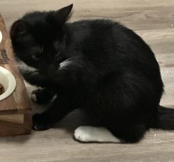 Reunited Female Cat last seen Near the supermarket la estrellita, the street is called east howe ave, Lansing, MI 48906