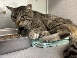 Shelter Stray Male Cat last seen Near S Riley Lane, MURRAY CITY, UT, 84107, 511 W 3900 S, Salt Lake City, UT 84123, USA