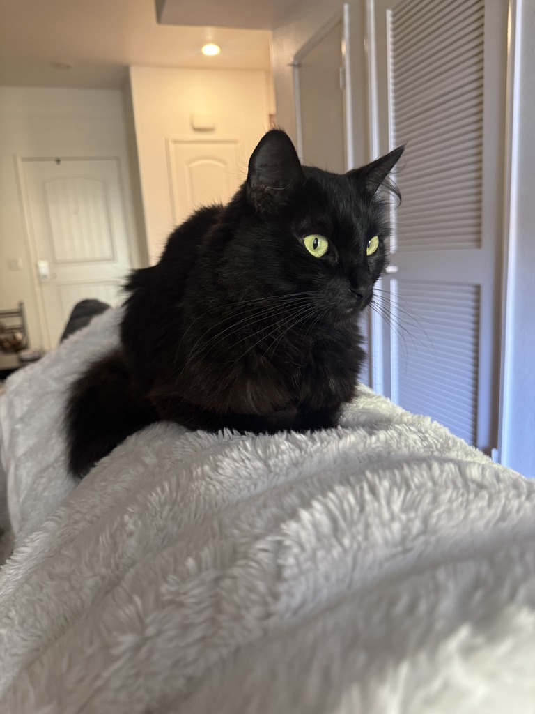 Shelter Stray Male Cat last seen Near Otis Court, San Diego, CA, 92111, 5500 Gaines St, San Diego, CA 92110, USA