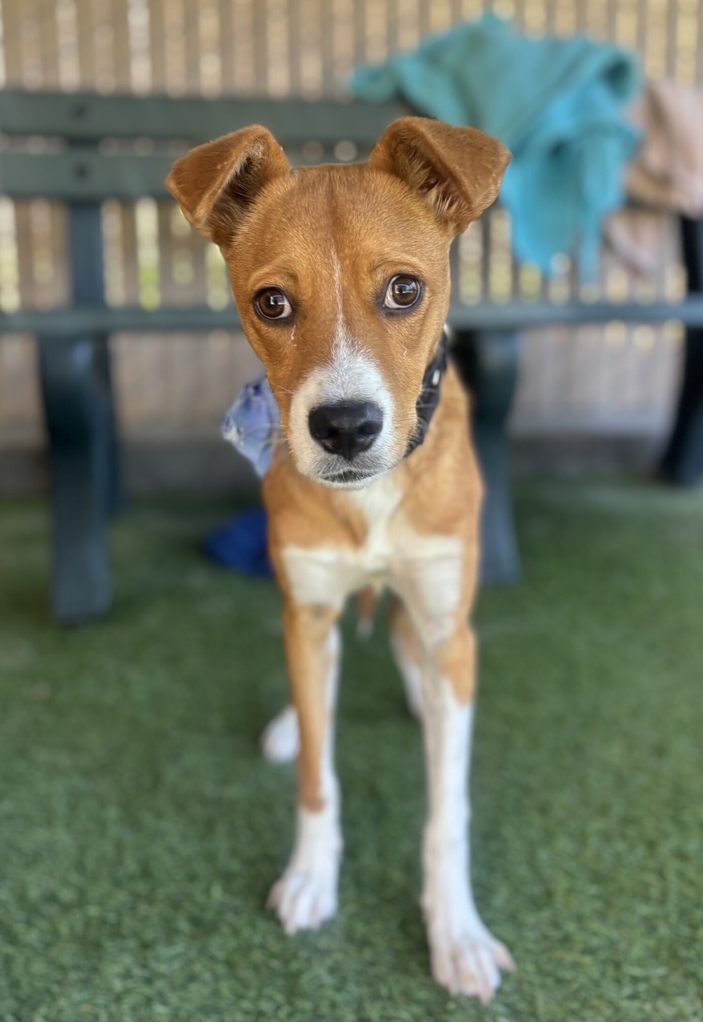 Shelter Stray Female Dog last seen Near Mission Avenue, Oceanside, CA, 92058, Oceanside, CA 92058, USA