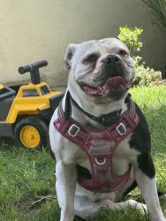 Reunited Female Dog last seen Near Stagg St, Sun Valley, CA 91352, USA, Los Angeles, CA 91352