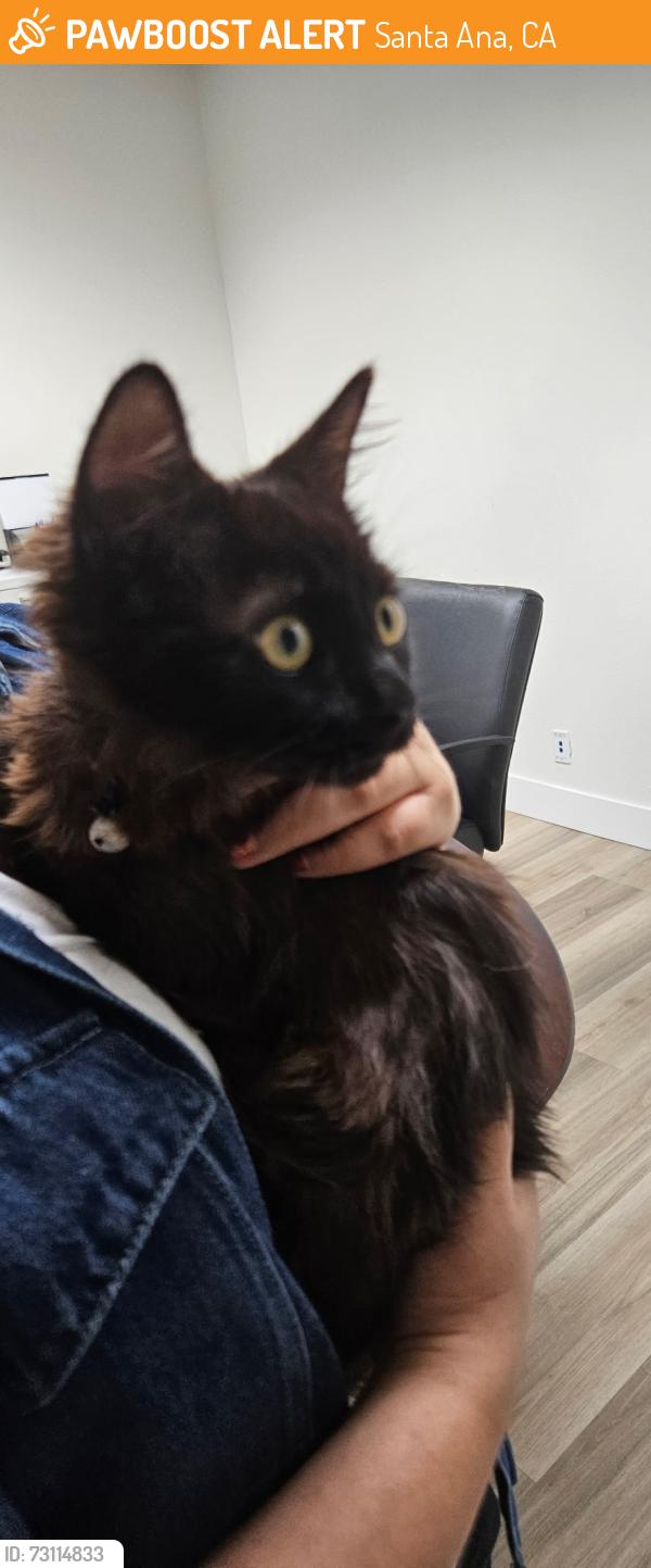 Found/Stray Female Cat last seen N Van Ness Ave, Santa Ana, CA 92701