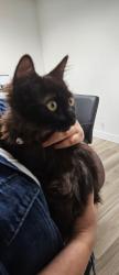Found/Stray Female Cat last seen N Van Ness Ave, Santa Ana, CA 92701