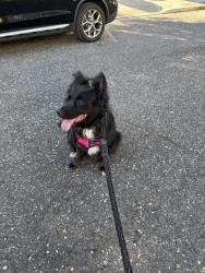 Lost Female Dog last seen Perrier and Valence, New Orleans, LA 70115
