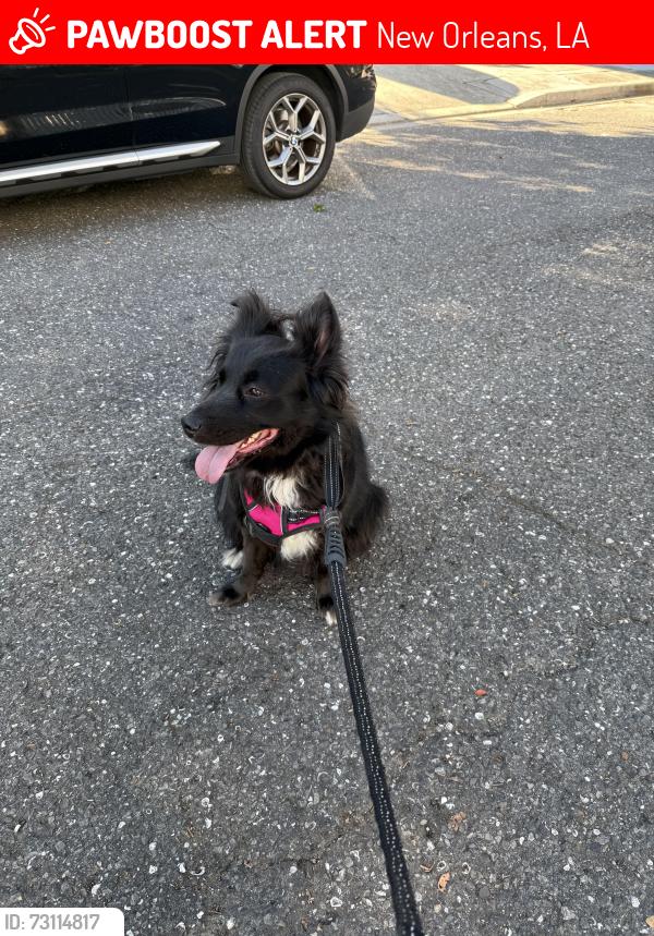 Lost Female Dog last seen Perrier and Valence, New Orleans, LA 70115