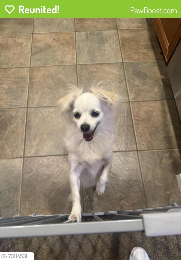 Reunited Male Dog last seen Near Via Montebello San Diego 92129, San Diego, CA 92129