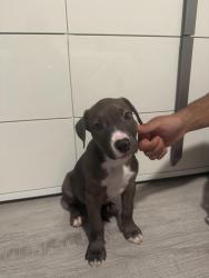 Found/Stray Male Dog last seen Katy hockey, Katy, TX 77493